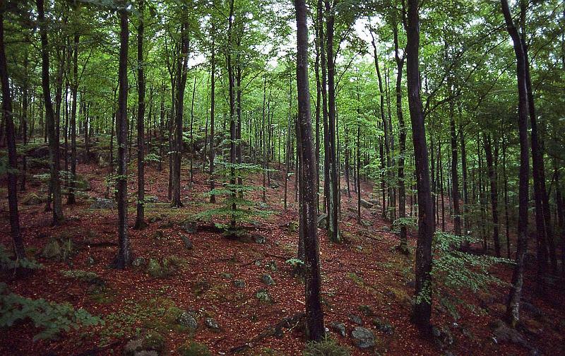 WT 3500 373-15 Sweden.jpg